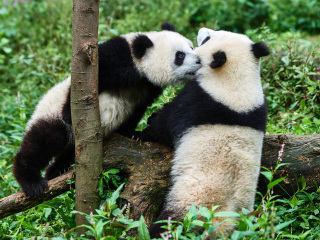 碧峰峡熊猫基地