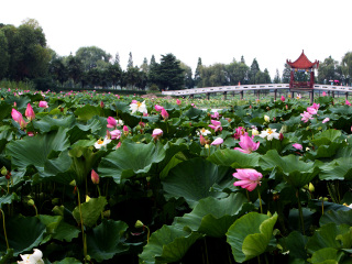 洪湖蓝田生态旅游风景区