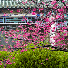 South China Temple cherry blossoms after the rain
