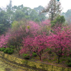 South China Temple cherry blossoms after the rain