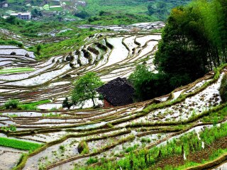 尤溪联合梯田