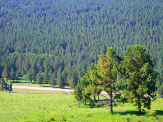 红花尔基樟子松国家森林公园