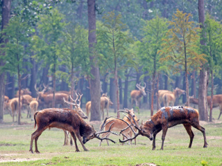 盐城大丰麋鹿国家级自然保护区