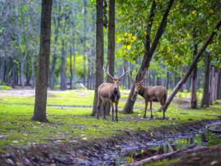 盐城大丰麋鹿国家级自然保护区