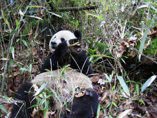 佛坪大熊猫保护区
