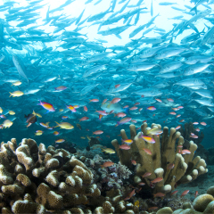 Underwater world of sipadan island . Marine life have a colourful with school of Trevallies .Sipadan Island ,Malaysia
