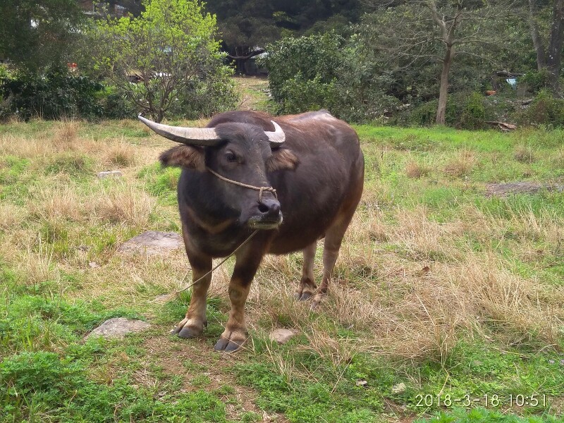 杨家溪                     牛