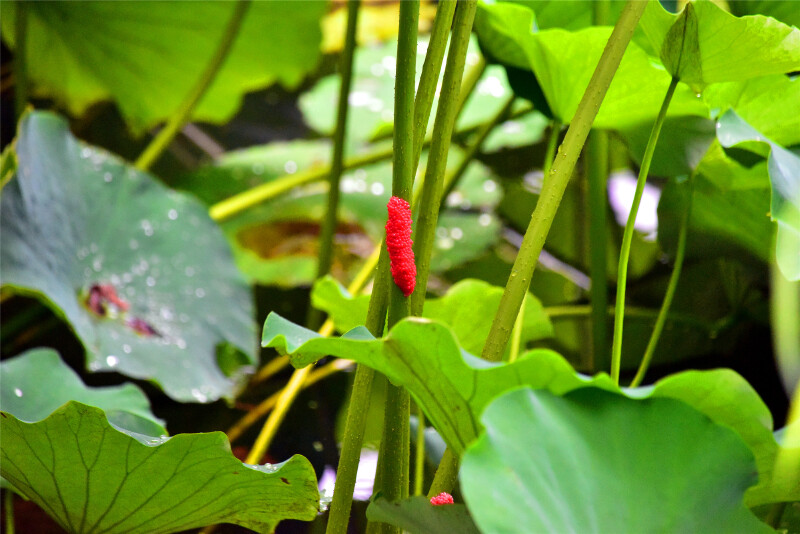 我们在荷叶的茎上看到这种红色的像虫子一样的东西,不过这可不是什么