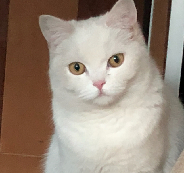 头像