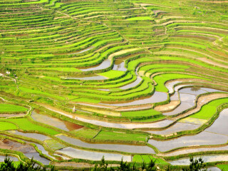 高要梯田
