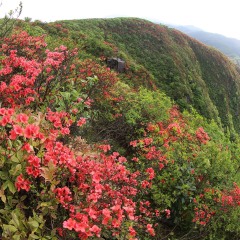 阳明山国家森林公园