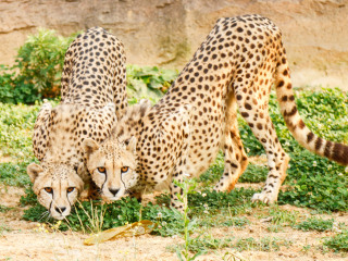 杭州野生动物世界