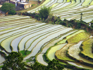 坪山梯田