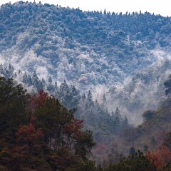 仰天岗森林公园