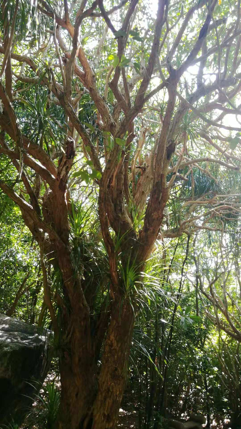 海南三亞大小洞天旅遊攻略大小洞天南山不老松的名貴中藥材之