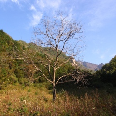 牛背梁国家森林公园