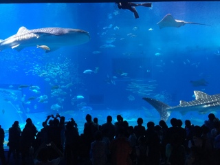 冲绳美丽海水族馆