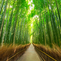 Arashiyama bamboo forest in Kyoto Japan