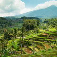 Rice terraces. Tegalalang, Bali, Indonesia. 15 september 2014