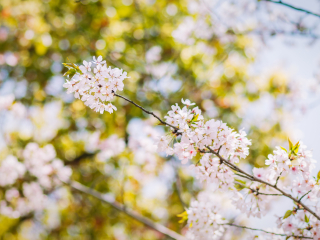 顾村公园地铁站