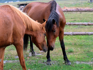 丽山音乐农场-度假别墅