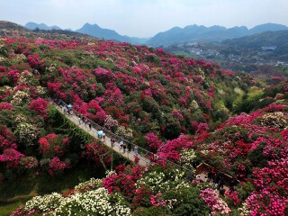 百里杜鹃国家森林公园