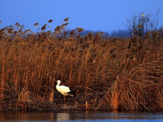 丹顶鹤自然保护区