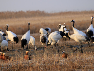 丹顶鹤自然保护区