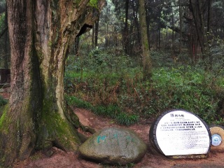 翠云廊景区