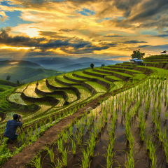A Photographer take a caption of beautiful step of rice teerace during sunset in Chiangmai, Thailand