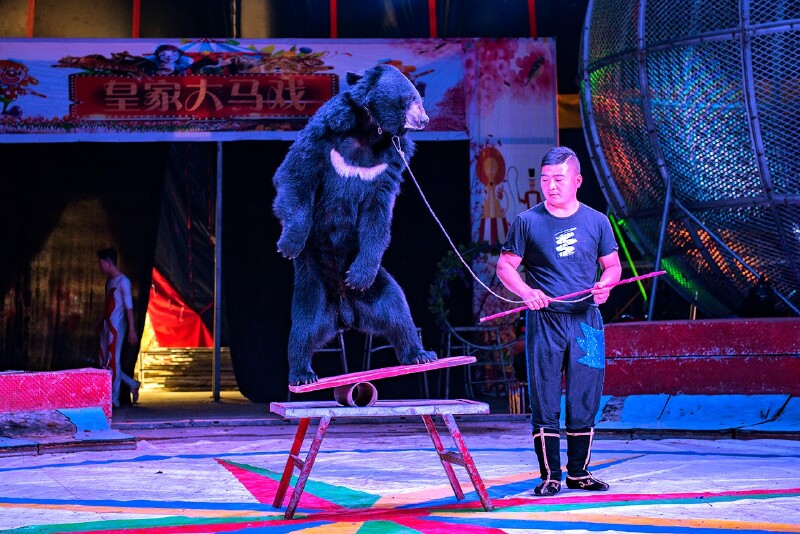 憨态可掬的狗熊能摇摇晃晃直立上双杠,在晃晃板上活动自如,还能跟着