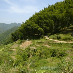 黄山大竹海