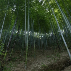 黄山大竹海