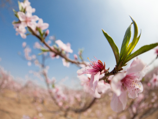 夏津黄河故道森林公园