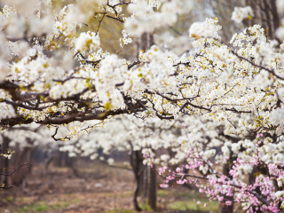 夏津黄河故道森林公园