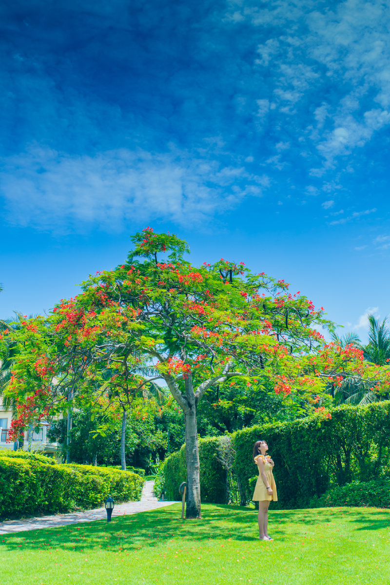 酒店有一棵很大很大的凤凰树,满地落红,那一画面,太唯美了