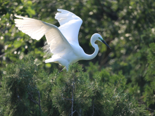 泗洪白鹭保护区