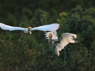 泗洪白鹭保护区