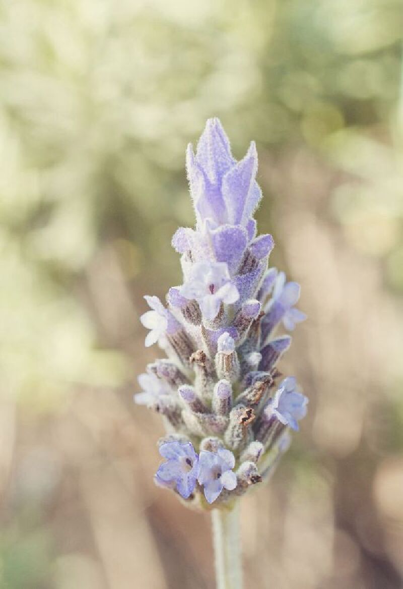 一份走心的南法薰衣草产品制造商攻略丨教你认识顶尖薰衣