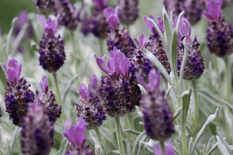 一份走心的南法薰衣草产品制造商攻略丨教你认识顶尖薰衣