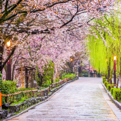 Gion Shirakawa, Kyoto, Japan in spring.