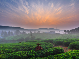 黄龙岘茶文化村