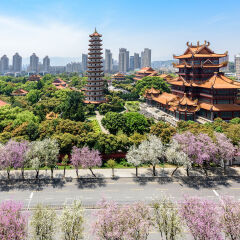 福州西禅寺羊蹄甲盛开