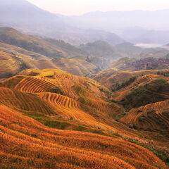 广西龙脊金坑梯田秋景