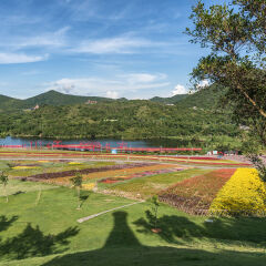 深圳 东部华侨城 日景 花海 蓝天 白云