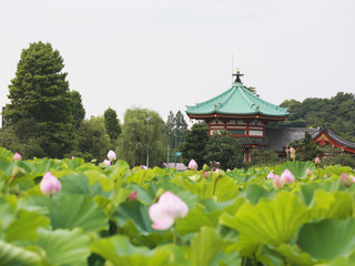 上野公园图片大全 高清风景图片 途牛移动站动站