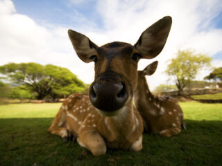 卡塞拉飞鸟公园