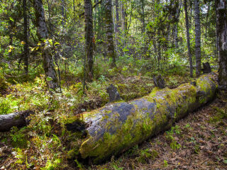五营国家森林公园