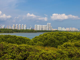 深圳红树林自然保护区