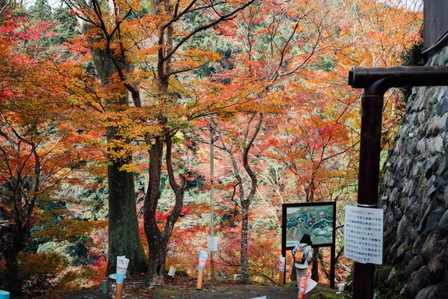 神护寺赏枫 旧来红叶寺堪忆玉京秋 日本 攻略游记 途牛